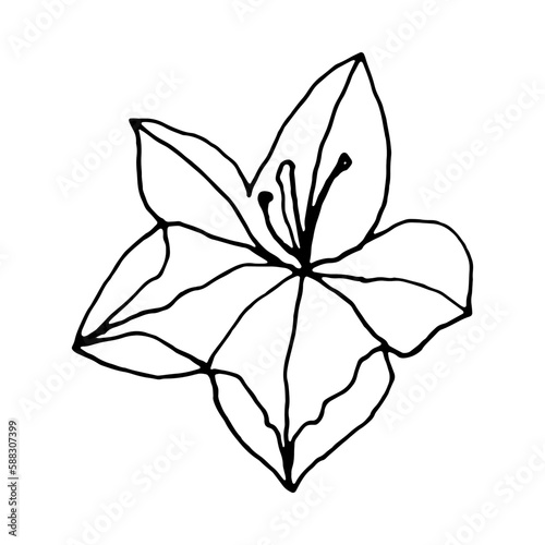 Simple bellflower vector botanical drawing. Isolated flower and leaves. Monochrome bluebell design element. Black wildflower on white background.