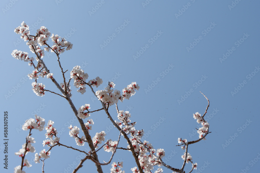 Peach Blossoms Blooming Low Angle Sky Background Peach Blossoms Blooming Low Angle Sky Background