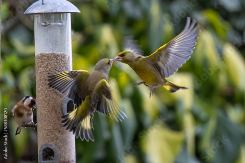 Greenfinch (Chloris chloris) in flight