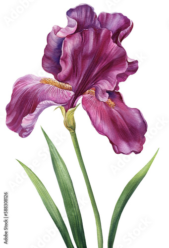 Watercolor iris, flower isolated on white background.  Hand drawn floral illustration. Greeting card