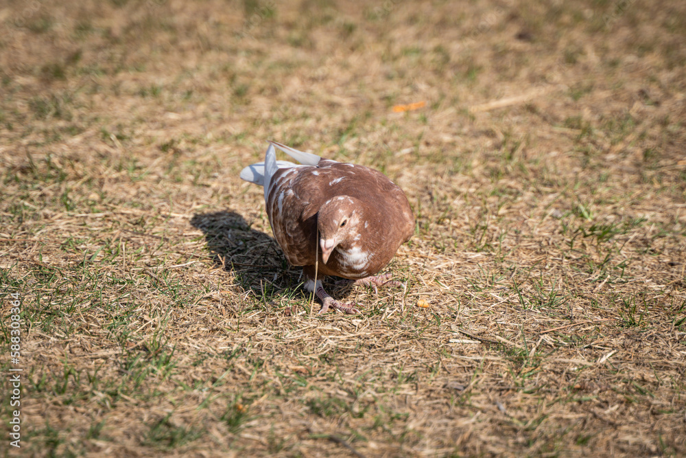 Obraz premium Pigeon Rock Pigeon Searching for Food in the Grassland and Peace Pigeon
