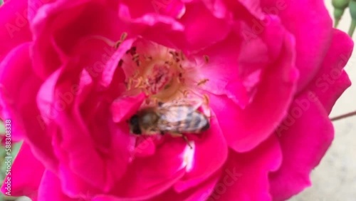 honey bee on a pink flower extracting juice from them
