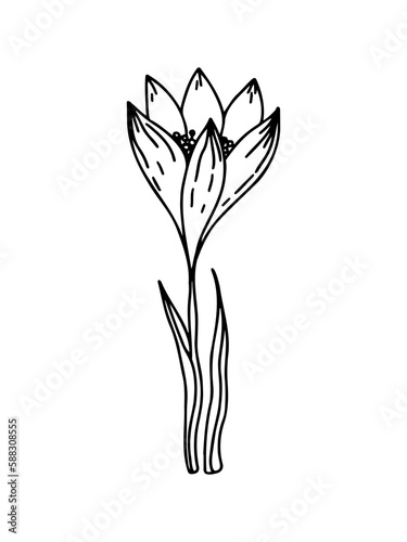Crocus outline drawing illustrasion. The first spring flowers. Floristics for decoration  postcards  weddings  birthdays.