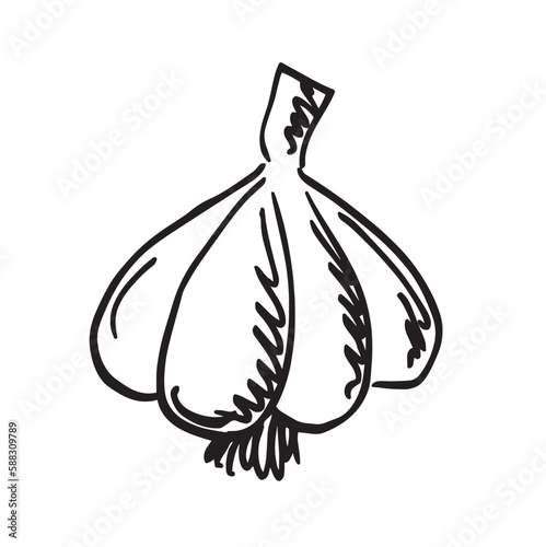 garlic hand drawn vector illustration