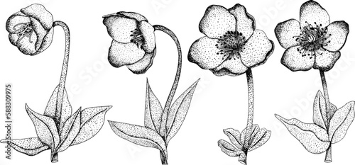 Set Merlin Lenten rose, Helleborus flowers. Hand drawn spring flowers. Monochrome vector botanical illustrations in sketch, engraving style.