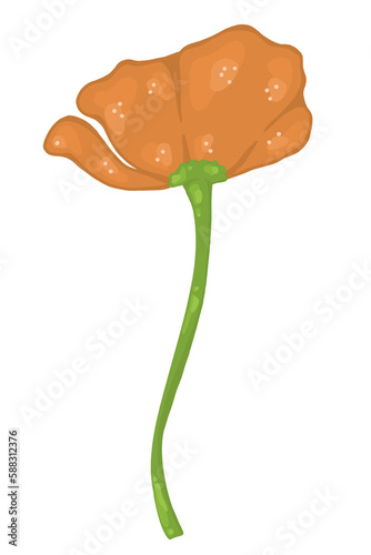 orange flower isolated on white