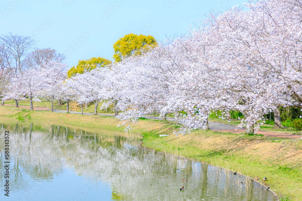 春の駕与丁公園　福岡県糟屋町　
Kayoicho Park in spring. Fukuoka Pref, Kasuya town.