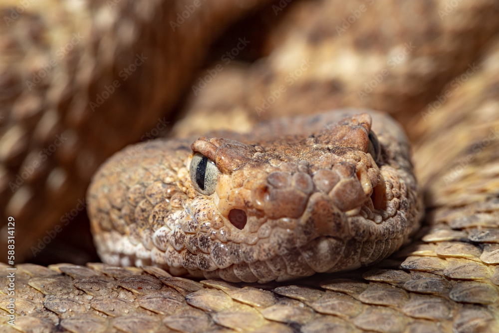 Spotted Rattlesnake. Mitchell's rattlesnake. A white rattlesnake. Crotalus mitchellii. Spotted Rattlesnake. Mitchell's rattlesnake. A white rattlesnake. Crotalus mitchellii.