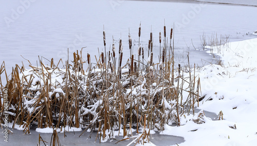 Winter background. Stems of downy reed in the wetlands of the winter reserve of Western Ukraine
