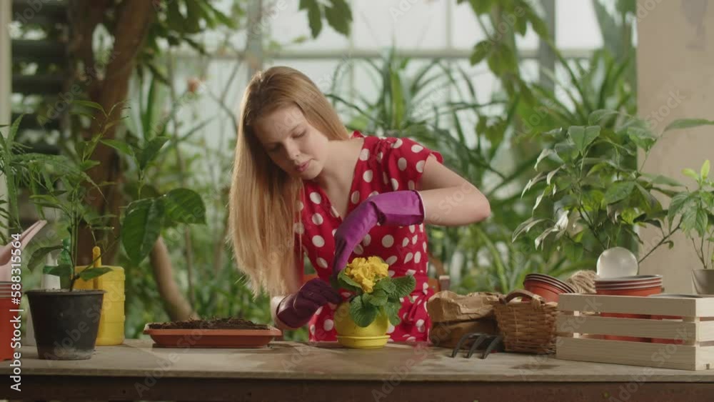 Woman gardener tamps down the soil in a flower pot. A young woman in a red dress takes care of houseplants. Woman gardener tamps down the soil in a flower pot. A young woman in a red dress takes care of houseplants.