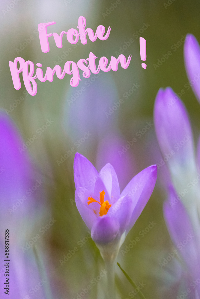 Pfingsten / Schöne Pfingsten / Frohe Pfingsten / Blume / Blüte