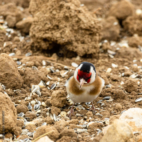 1 Sieglitz (carduelis carduelis) frist Sonnenblumenkerne