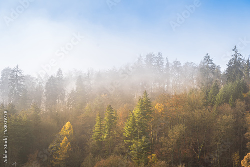 Morning in the forest