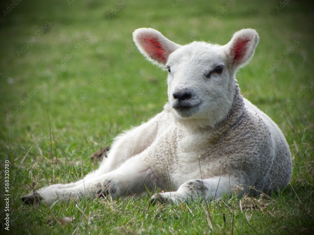 Springtime Lamb Springtime Lamb