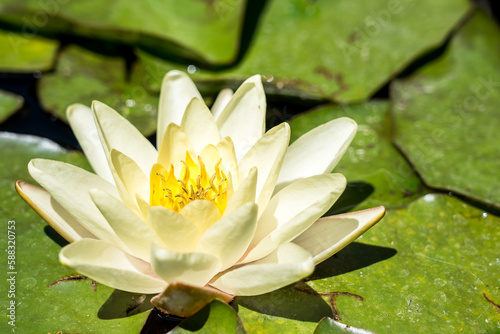 Yellow water lily in the pond