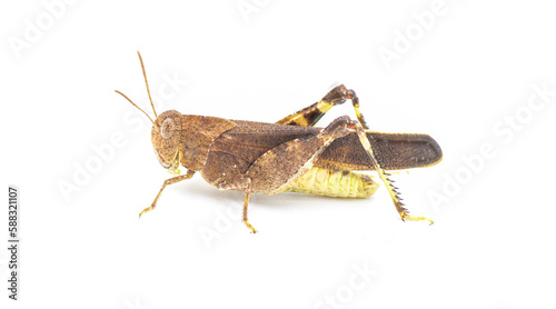Southern Yellow winged Grasshopper - Arphia granulata side profile view isolated on white background