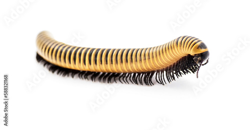 Wild Florida Ivory Millipede - Chicobolus spinigerus - isolated on white background.  North Florida example found in dry Sandhills habitat.   Front side face up view