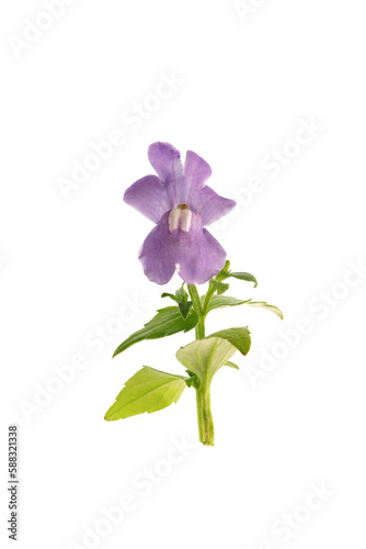 purple flowers of nemesia isolated on a white background