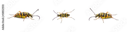 Zebra Longhorn Beetle - Typocerus zebra - black and yellow with red orange legs. Isolated cutout on white background. Three views