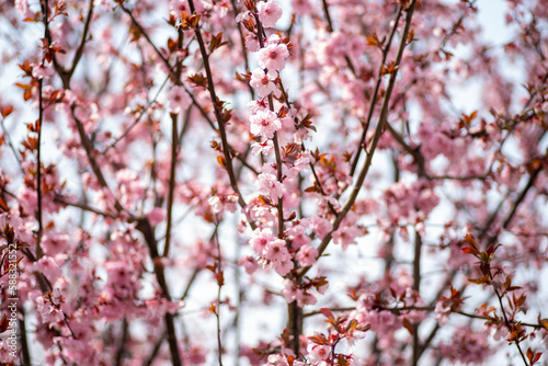 Close up of Spring Cherry Blossom