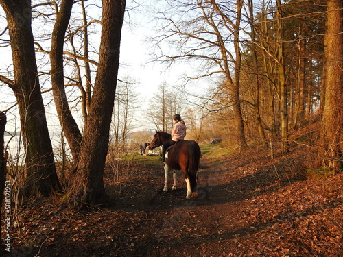 na koniu spacer w lesie © EwaAF