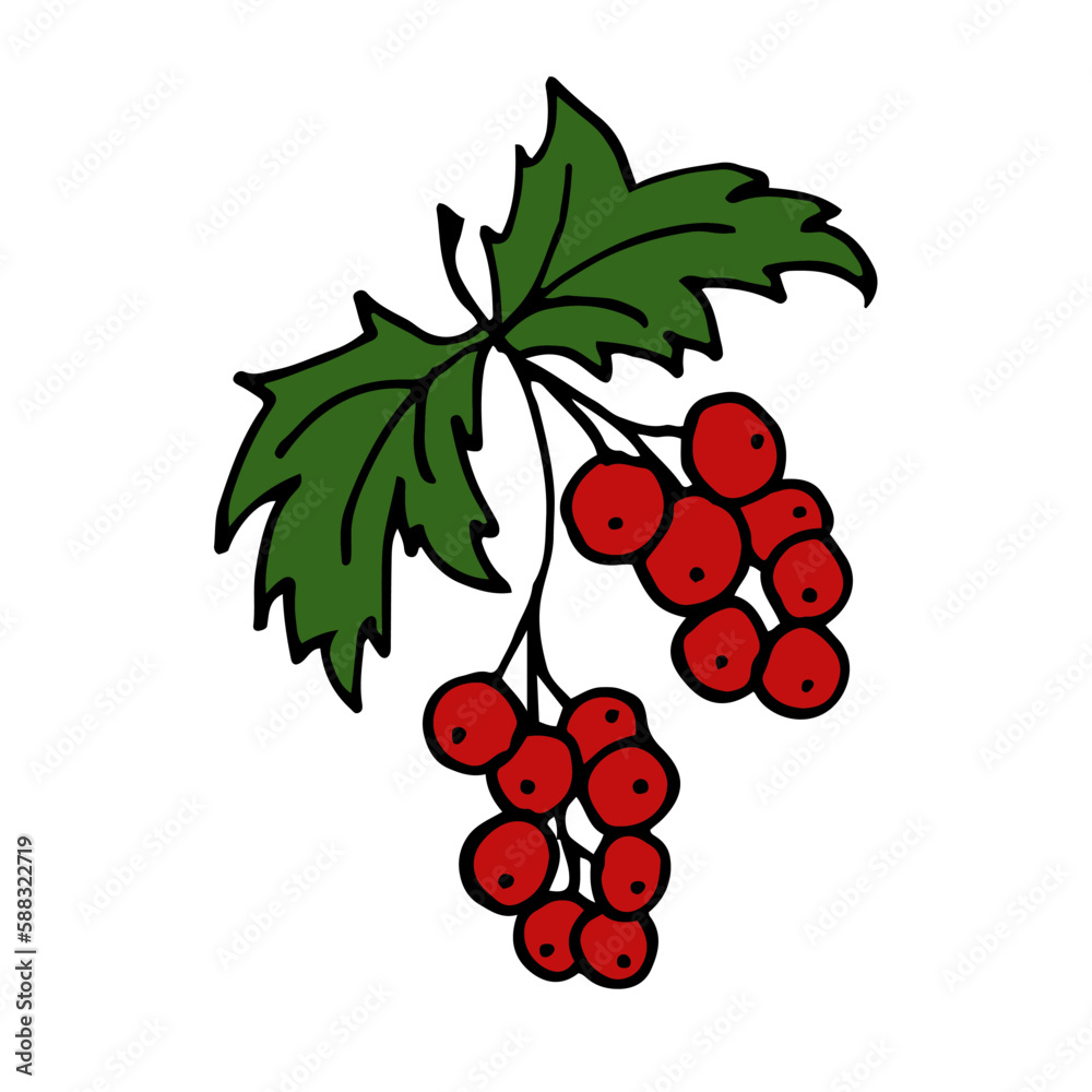 Red Ribes Isolated doodle vector illustration. Concept of summer, fruits, berries and healthy food.