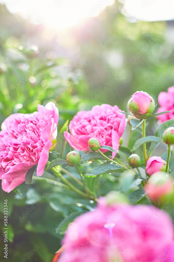 Blooming pink peonies in a flower garden on a summer sunny day, outdoor. Blooming pink peonies in a flower garden on a summer sunny day, outdoor.