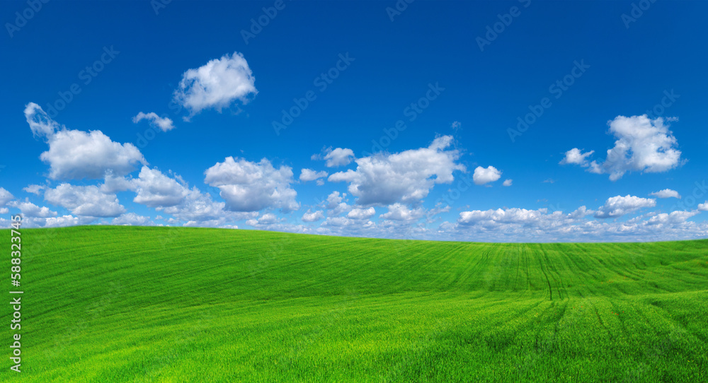 field of grass and perfect sky