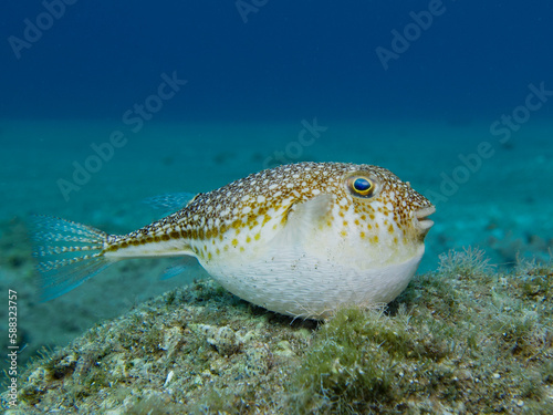 Blown up pufferfish in the Mediterranean Sea  photo