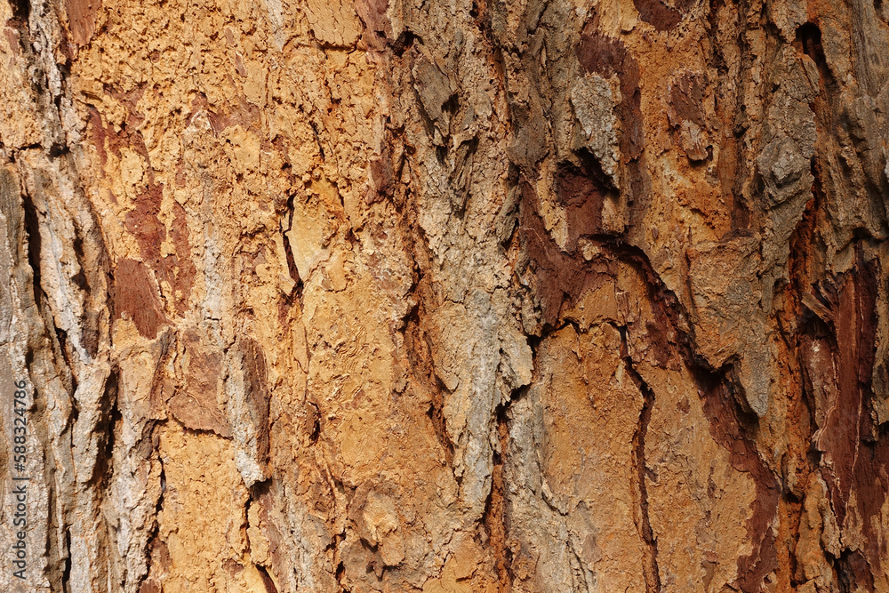 Bark pattern,Tree bark texture background Bark pattern,Tree bark texture background