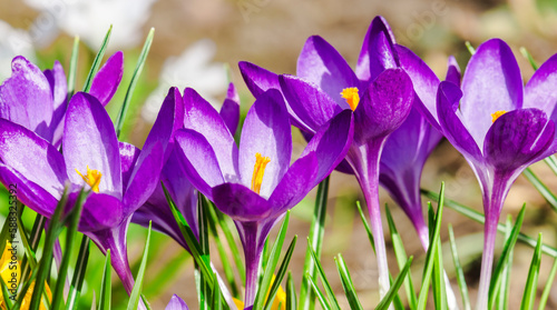 Purple crocus flowers in spring. Harvest collection season. Selective focus 