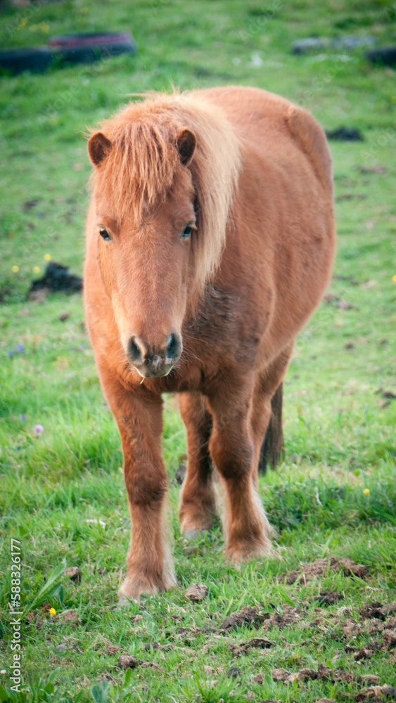 Fototapeta premium Pony marrón pastando en pradera de hierba