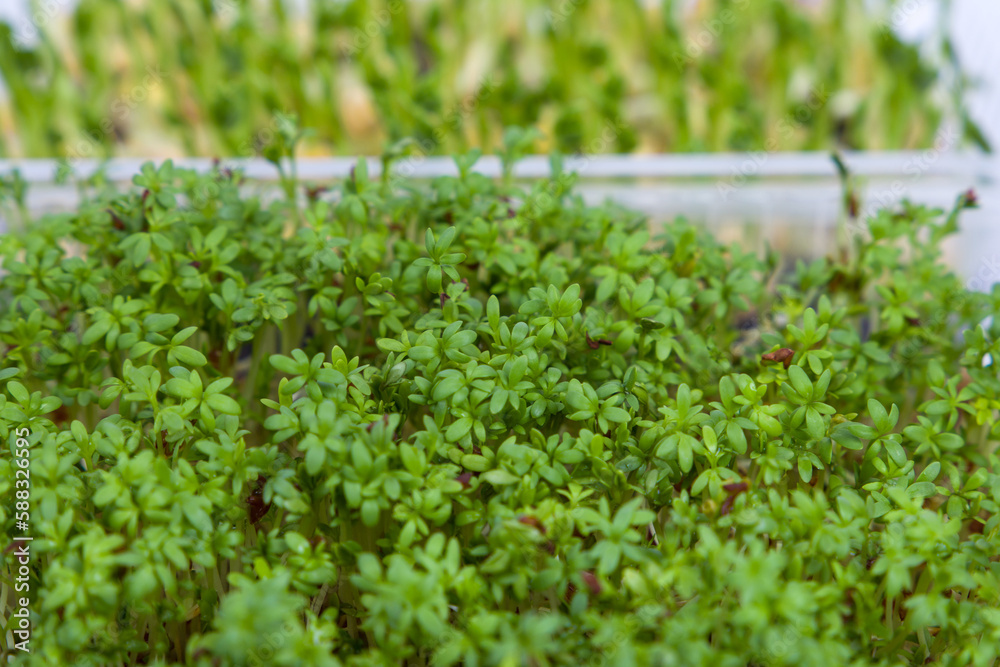 Close-up of microgreens of watercress salad, selective focus. Close-up of microgreens of watercress salad, selective focus.