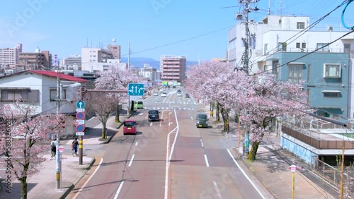 桜　福井　さくら通り photo