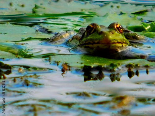 frog in the water © Андрей Щербак