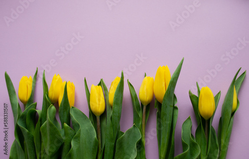 Yellow tulips on a pink lilac background. A copy space. The concept of a spring  greetings  birthday