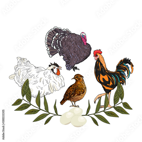 Wallpaper Mural Set freehand illustration chicken, rooster, quail Isolated on a white background. Set of agricultural birds for printing on packaging, menus, restaurants, farms Torontodigital.ca