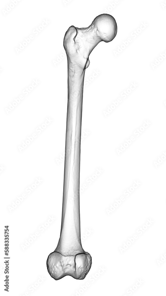 A femur bone, the largest bone in the human body located in the thigh, 3D illustration