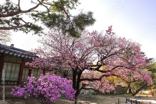 The beautiful Plum blossom,Apricot flower on early spring time backgroung blue sky.