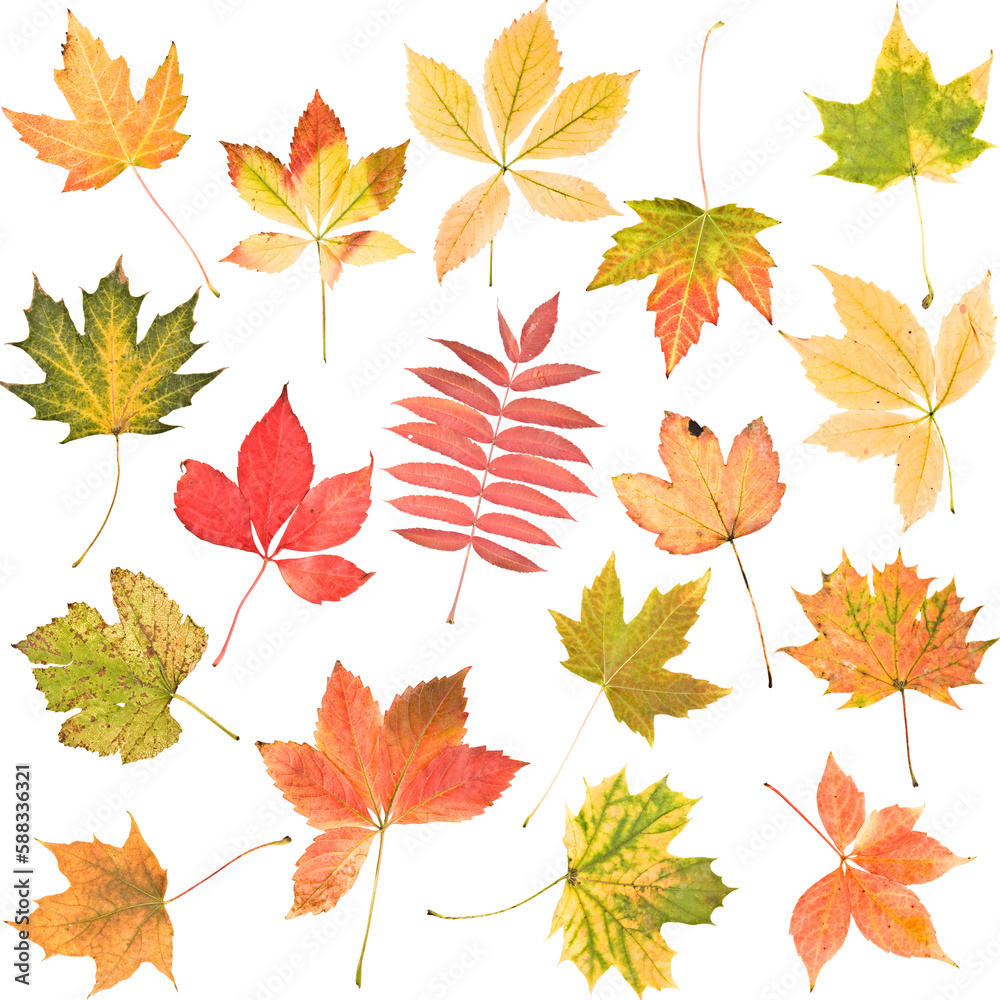 Different autumn leaves Different autumn leaves