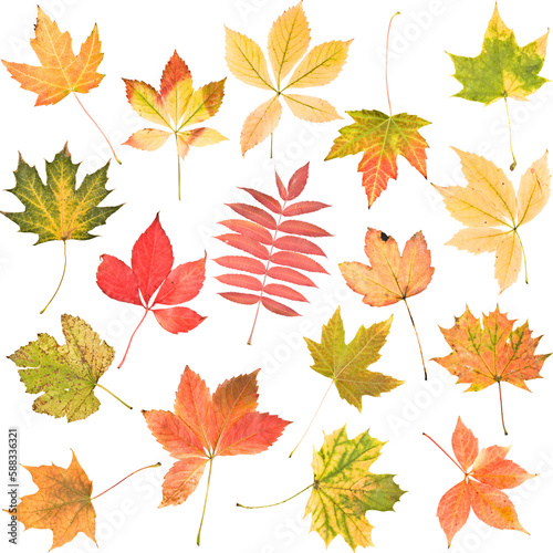 Different autumn leaves