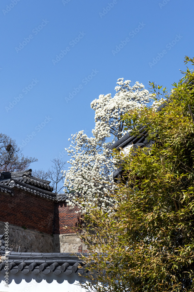 The beautiful Plum blossom,Apricot flower on early spring time backgroung blue sky. The beautiful Plum blossom,Apricot flower on early spring time backgroung blue sky.