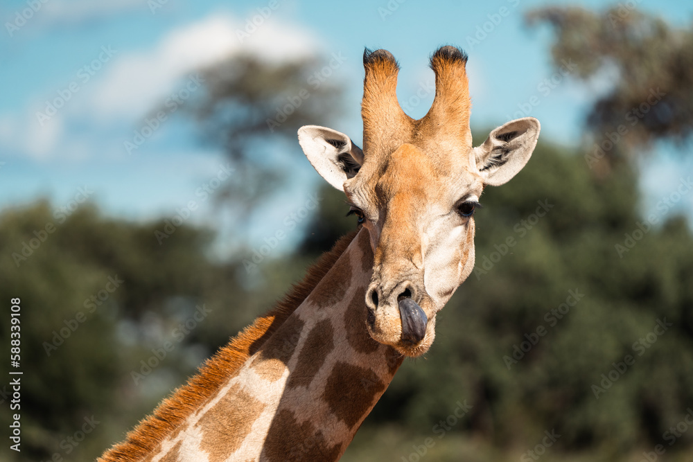 Naklejka premium Close-Up Portrait of Wild Giraffe Sticking Out Its Tongue looking funny