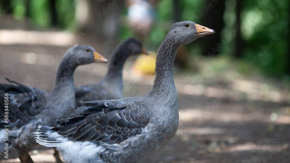 Grey geese walking in the yard. Three geese in a flock. Poultry farming. Anser anser. Selective focus. Grey geese walking in the yard. Three geese in a flock. Poultry farming. Anser anser. Selective focus.