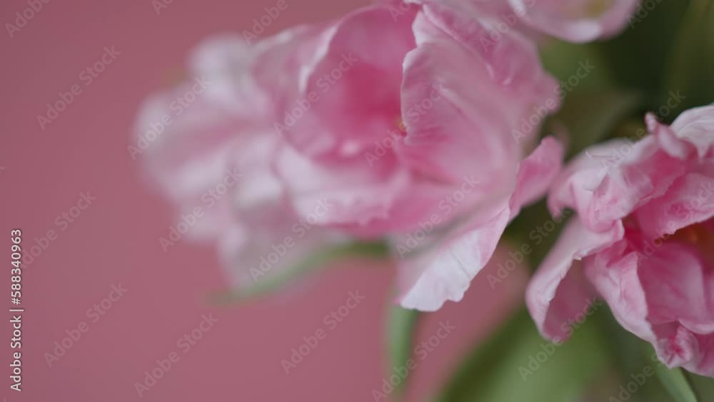 Beautiful pink double late peony tulips bouquet on pink background