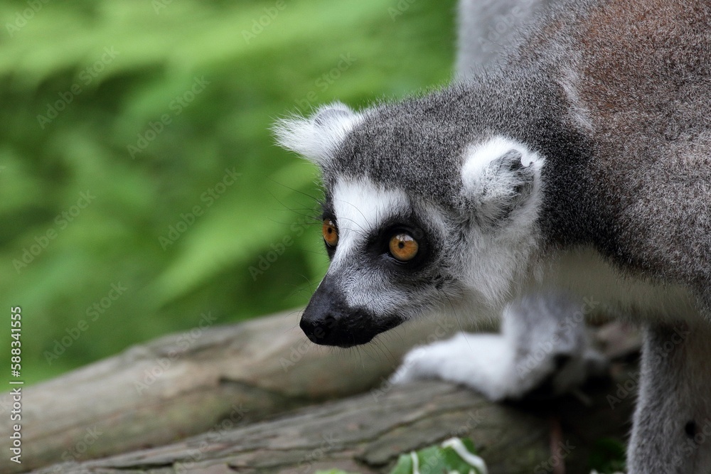 Fototapeta premium 姿勢を低くして狙うワオキツネザル