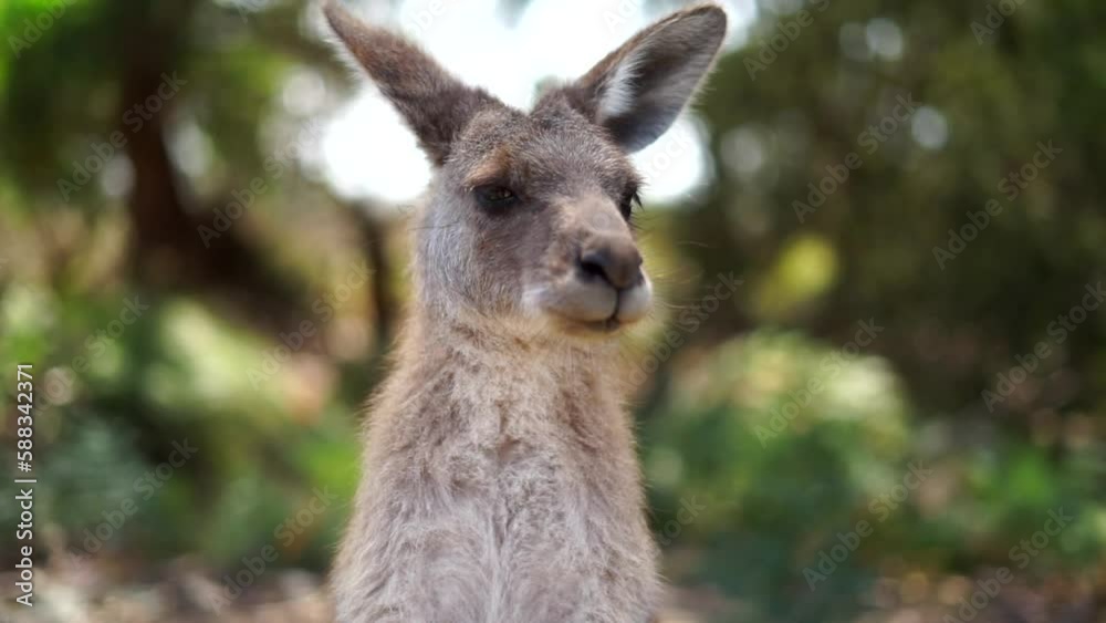 Wallaby Face close up, Australia Wallaby Face close up, Australia