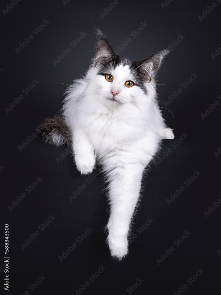 Excellent harlequin Norwegian Forest kitten, laying down facing front wit paws hanging relaxed over edge. Looking towards camera. Isolated on a white backgroudnd.