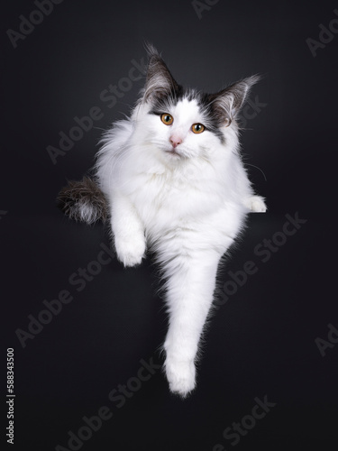 Excellent harlequin Norwegian Forest kitten, laying down facing front wit paws hanging relaxed over edge. Looking towards camera. Isolated on a white backgroudnd.