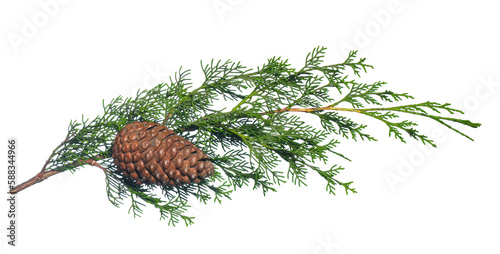 A branch of a spruce tree with cones isolated on a white background